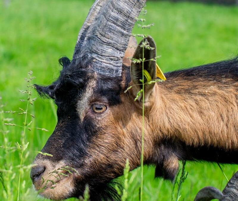 C’est le moment de faire entrer les boucs !